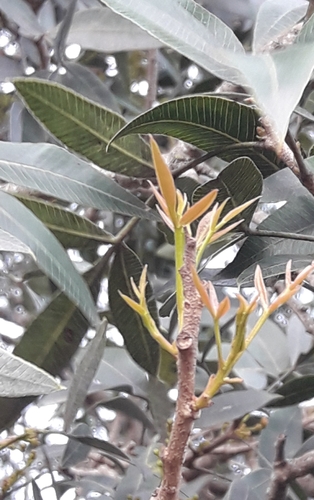Lithraea molleoides, photograph 4