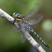Hairy Dragonfly - Photo (c) marcel-silvius, some rights reserved (CC BY-NC)