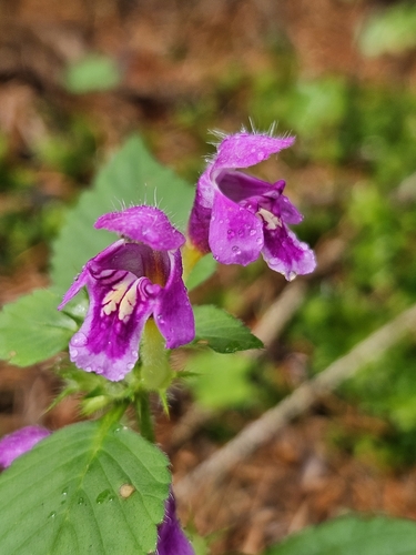 Galeopsis pubescens