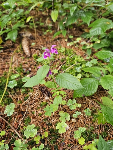 Galeopsis pubescens, photograph 3