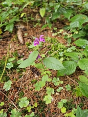 (c) Helen Waterman, some rights reserved (CC BY) Galeopsis pubescens, photograph (c) Helen Waterman, some rights reserved (CC BY)