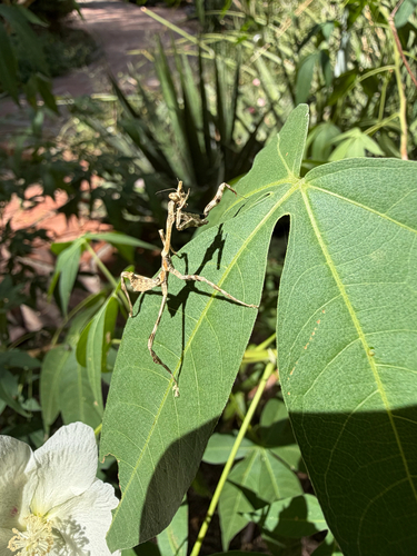 Arizona Unicorn Mantis