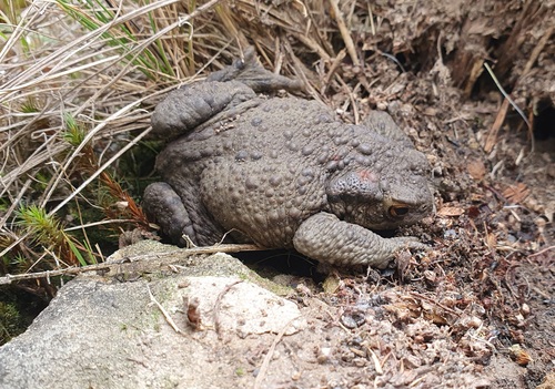 European Toad