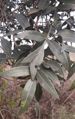 Lithraea molleoides, photograph author not stated, no rights reserved