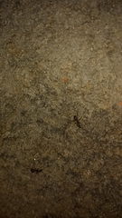 Formicidae