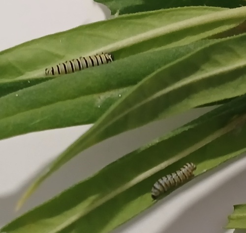 Monarch