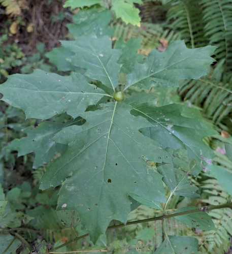 Quercus rubra