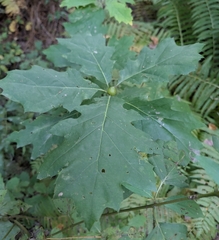 (c) Nick Kleinschmidt, some rights reserved (CC BY) Quercus rubra, photograph (c) Nick Kleinschmidt, some rights reserved (CC BY)
