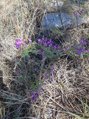 Astragalus suffruticosus