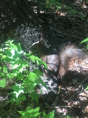 Sciurus vulgaris orientis