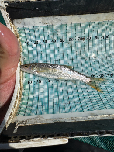 Sacramento Pikeminnow