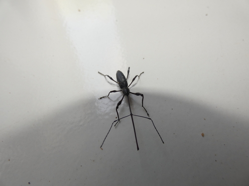 Lancearius longirostris
