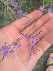 Limonium meyeri