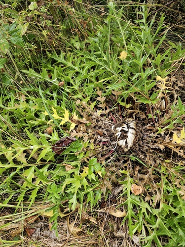 Carlina acaulis, photograph 3