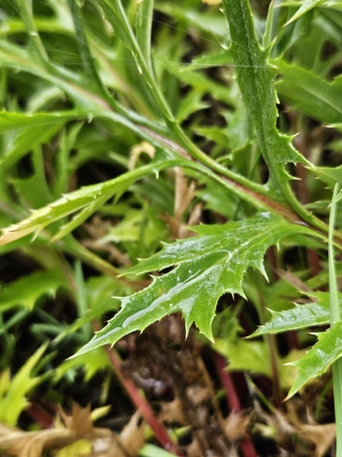 Carlina acaulis, photograph 4