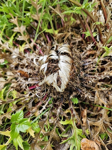 Carlina acaulis, photograph 5
