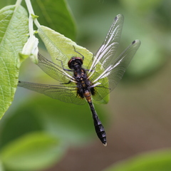 Leucorrhinia caudalis