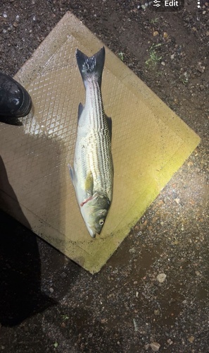 Striped Bass