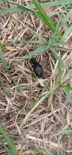 black-punctured leaf beetle