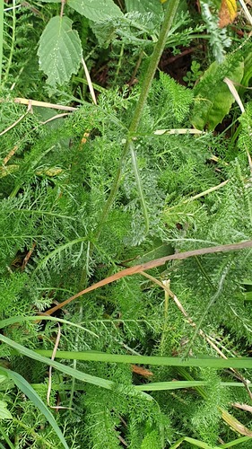 common yarrow