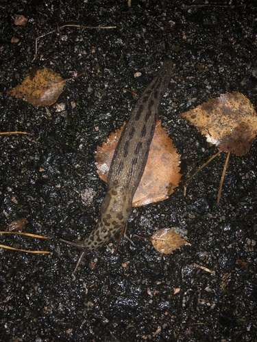 Leopard Slug