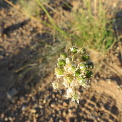 Allium polyrhizum