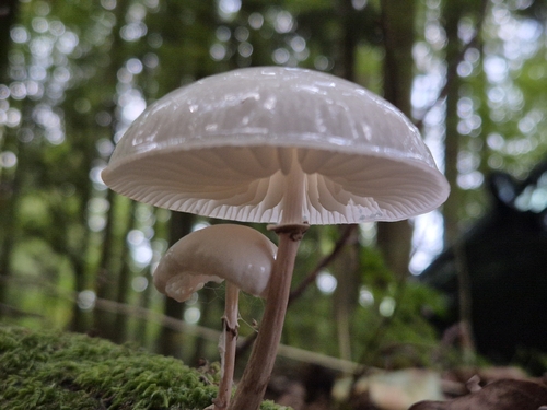 porcelain mushroom