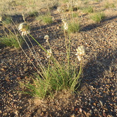 Allium polyrhizum