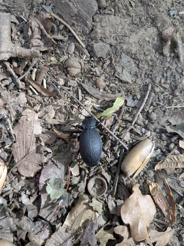 Leather Beetle