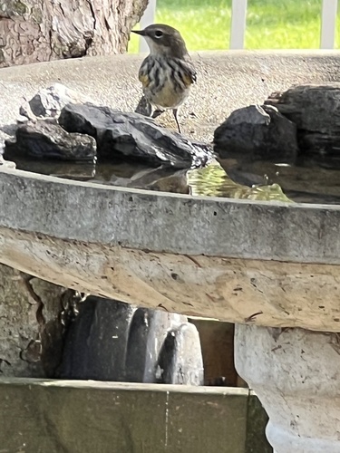 Yellow-rumped Warbler