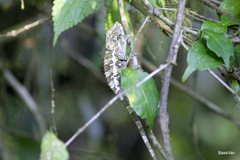 Calumma crypticum