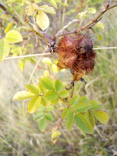Diplolepis mayri