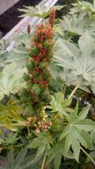 Ricinus communis