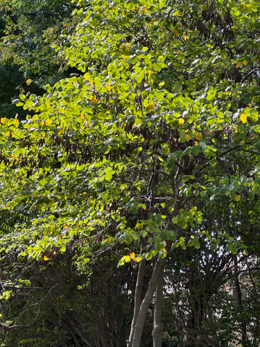 eastern redbud