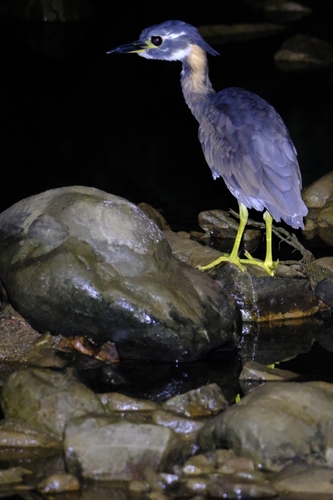 White-eared Night Heron