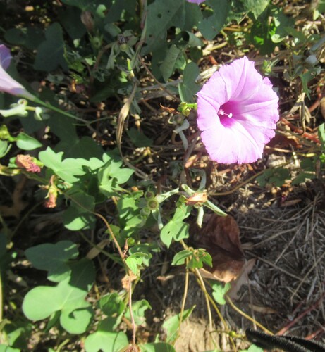 Ipomoea cordatotriloba, photograph 4