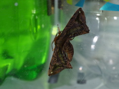 Prismosticta fenestrata