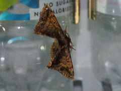 Prismosticta fenestrata