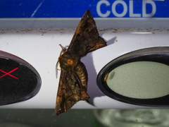 Prismosticta fenestrata