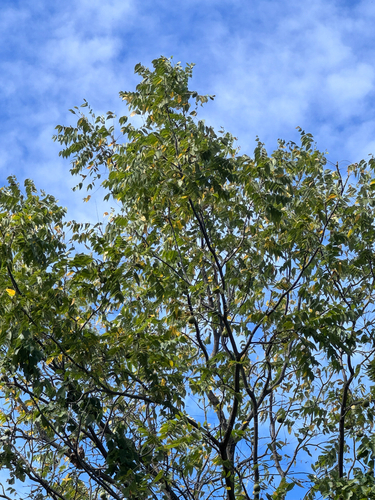 eastern black walnut