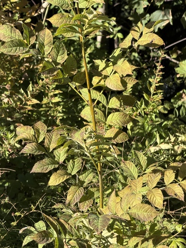 European ash
