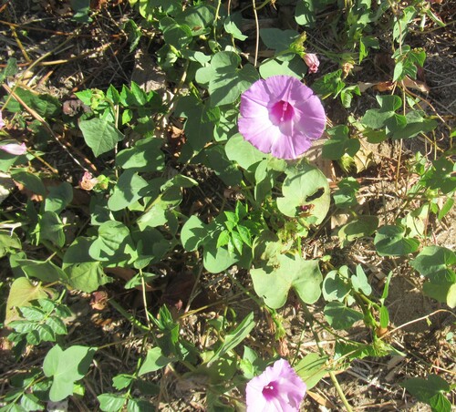 Ipomoea cordatotriloba, photograph 5