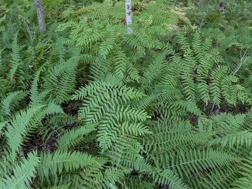 Osmunda spectabilis, photograph 4