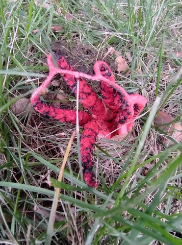 devil's-fingers