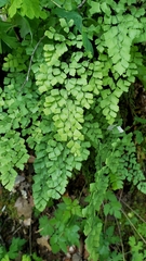 Adiantum shastense