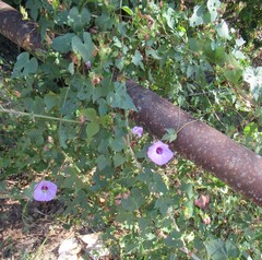 Ipomoea cordatotriloba, photograph (c) Linda Jo Conn, some rights reserved (CC BY)