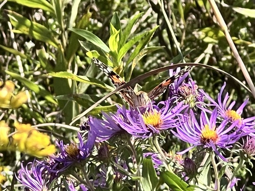 Painted Lady