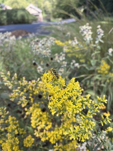 Locust Borer