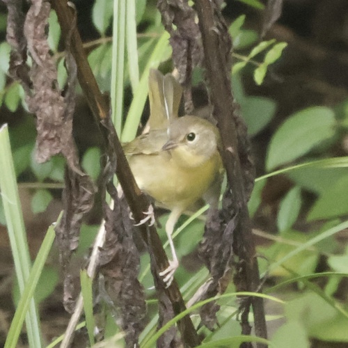 Common Yellowthroat