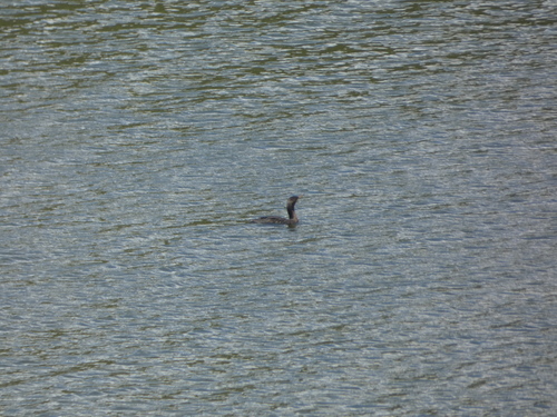 Neotropic Cormorant